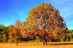 Large tree with yellow leaves, turning orange.